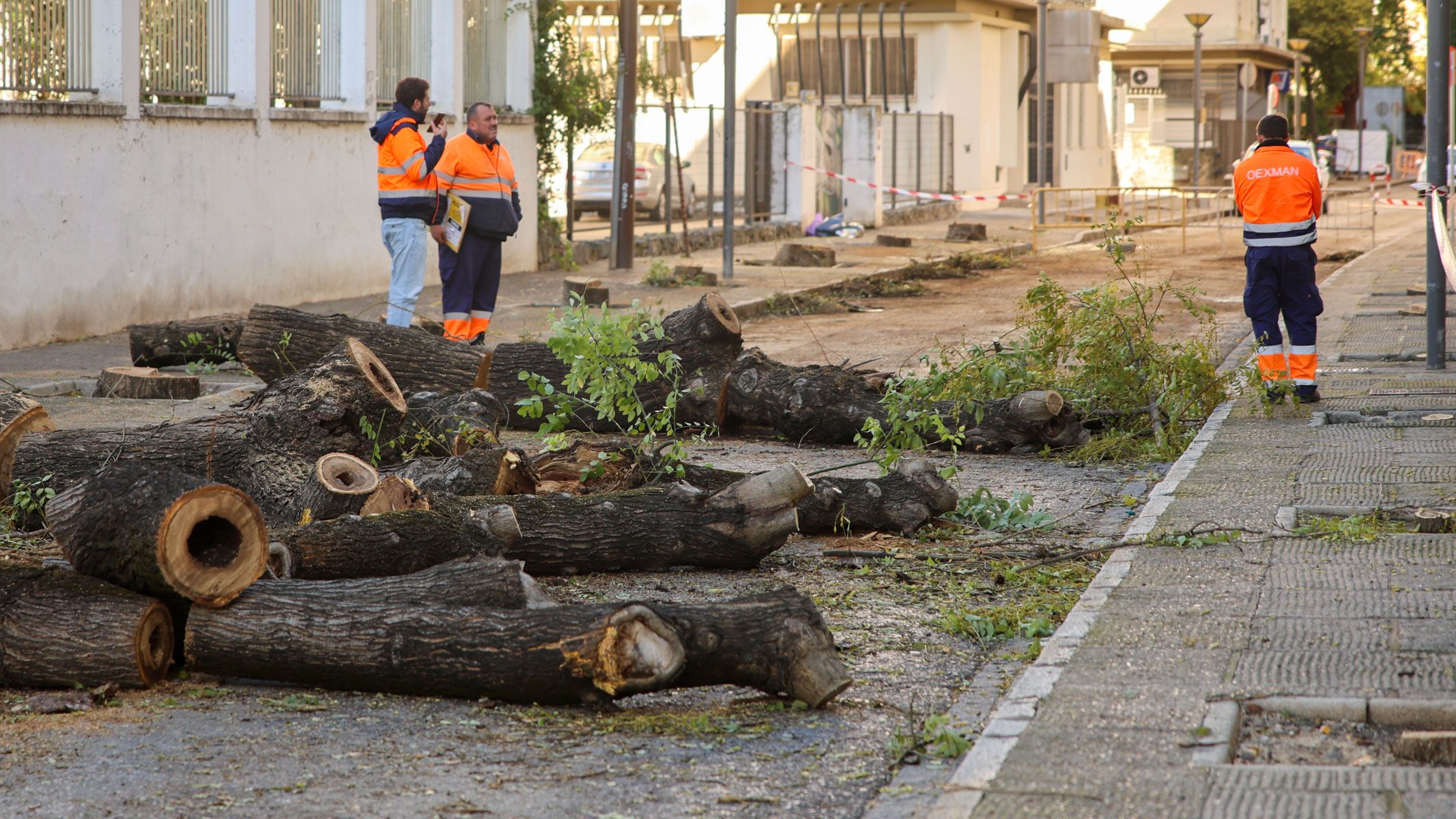 Tala arboles en la calle Santo Domingo y debate político sobre si es o no un arboricidio.