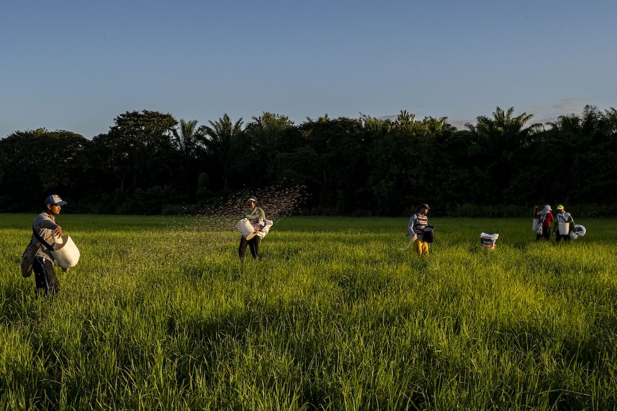 Siembra de arroz en el corregimiento Badillo de Valledupar (Cesar, Colombia).