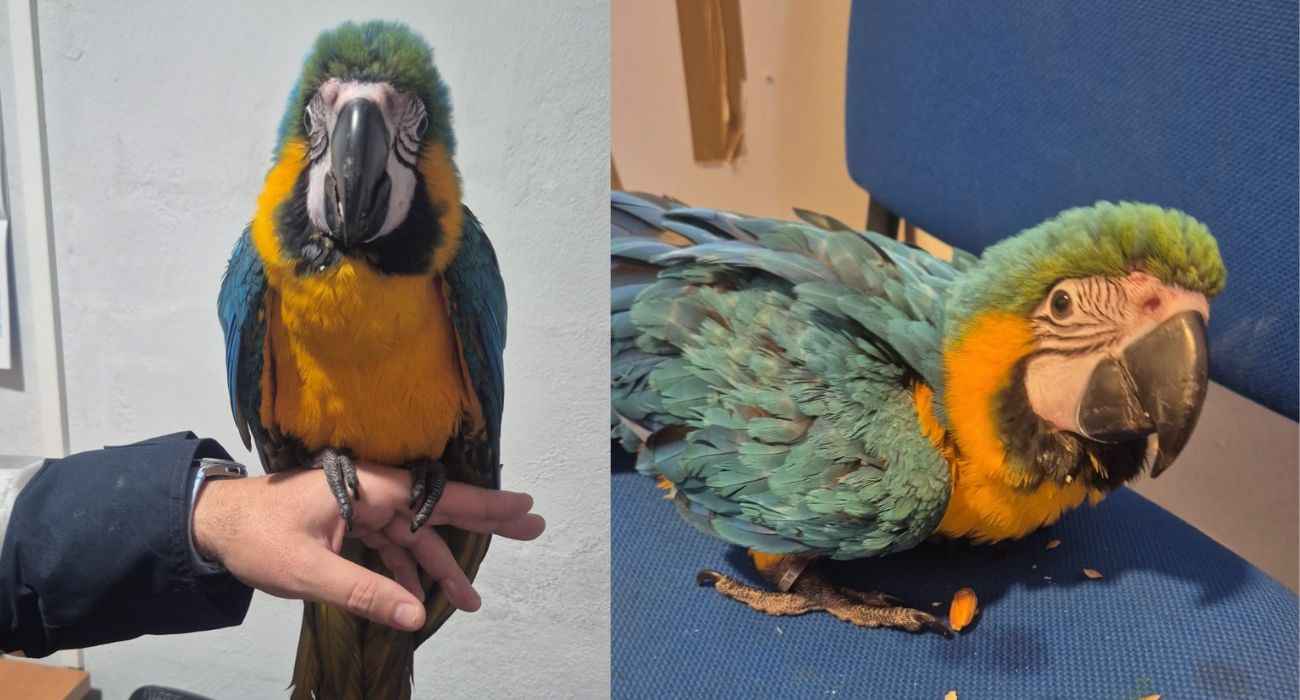 Sol, ya en casa, tras varios días desaparecido.