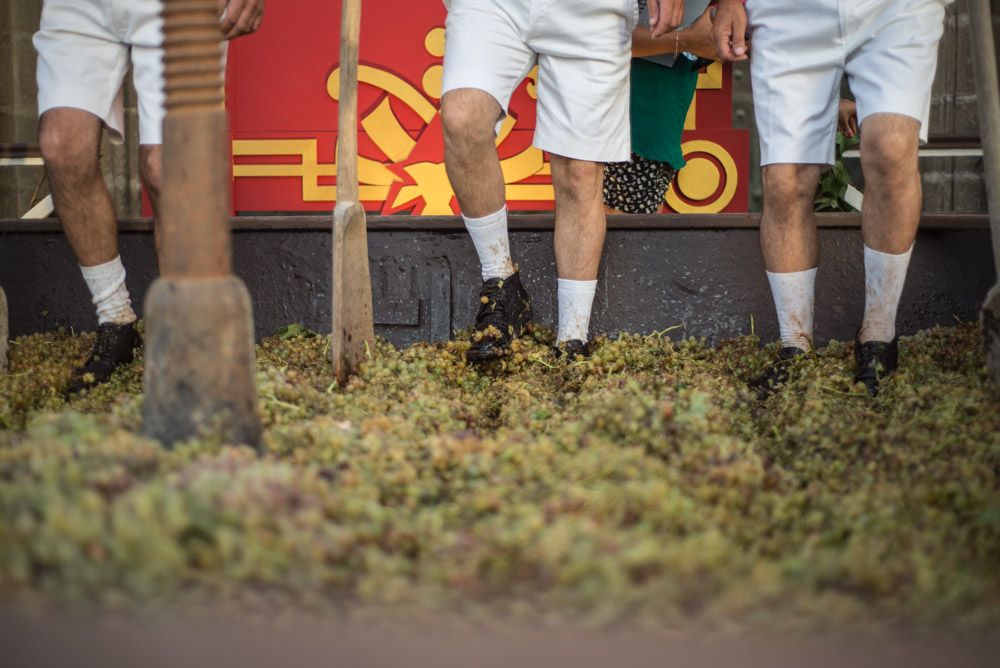 Imagen de una pasada pisa de la uva.