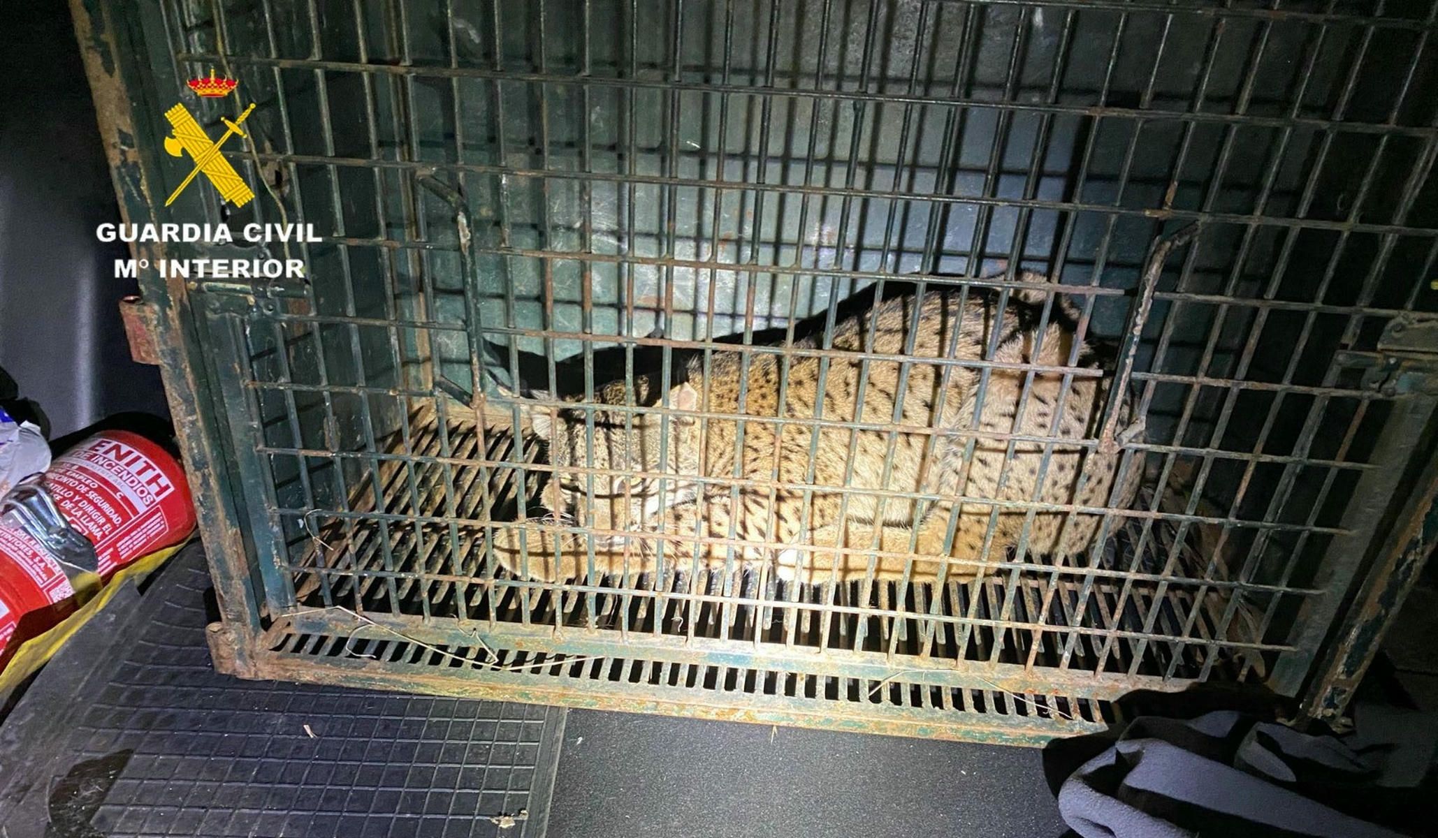 El lince ibérico atrapado en Lora del Río. El lince ibérico atrapado en Lora del Río.