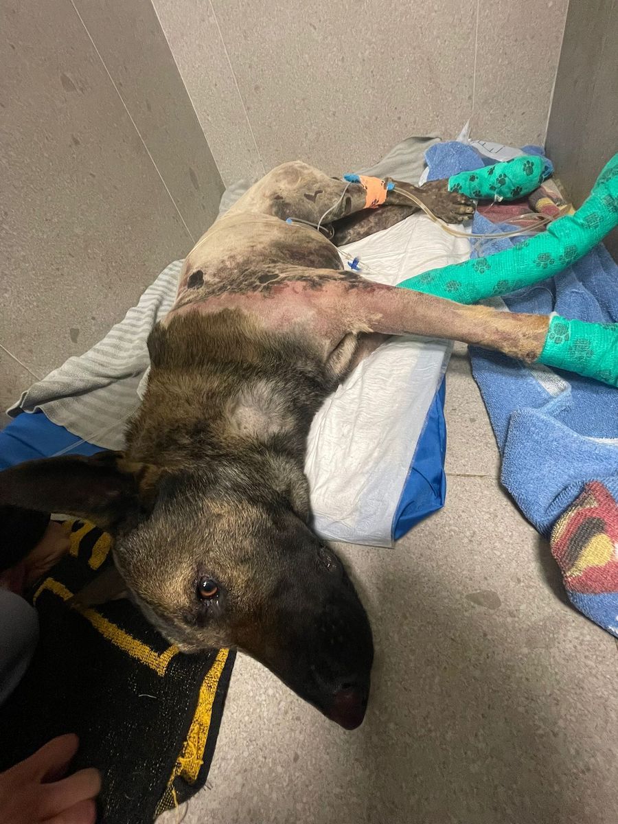 Thor, el perro que perdió la vida tras el incendio en Coria del Río (Sevilla)
