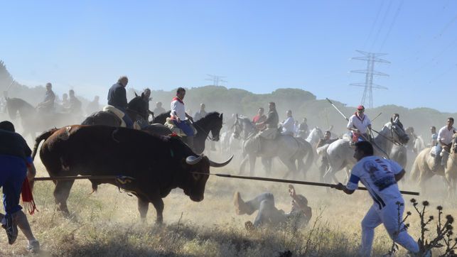 La fiscalía no ve delito y permite la celebración del toro De la Vega