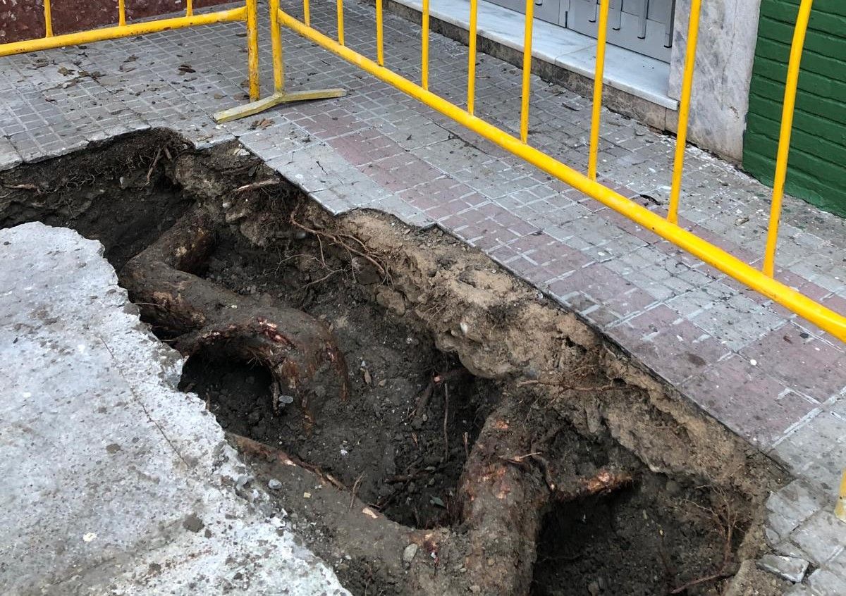 Estado del árbol que amenaza a varias viviendas. Estado del árbol que amenaza a varias viviendas.