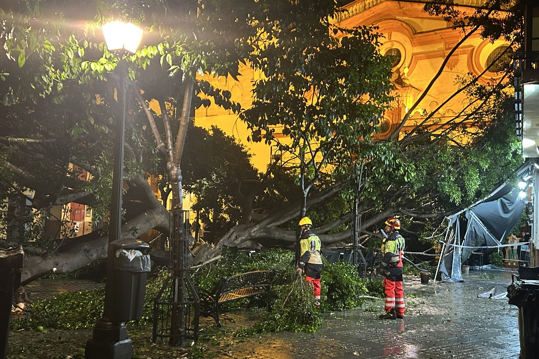 Los servicios operativos del Ayuntamiento de Sevilla intervienen este lunes en la Plazuela de Santa Ana tras partir un rayo un ficus. FOTO: EFE/FERMÍN CABANILLAS Los servicios operativos del Ayuntamiento de Sevilla intervienen este lunes en la Plazuela de Santa Ana tras partir un rayo un ficus. FOTO: EFE/FERMÍN CABANILLAS