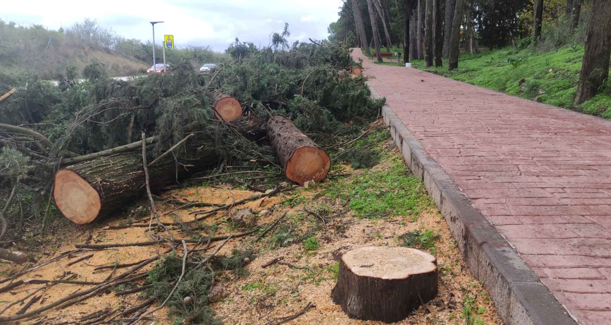 Árboles cortados en la carretera de Jerez a Cortes de la Frontera a su paso por Estella Árboles cortados en la carretera de Jerez a Cortes de la Frontera a su paso por Estella