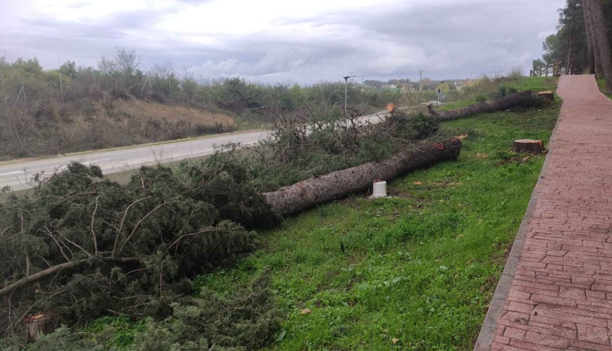 Más árboles cortados.
