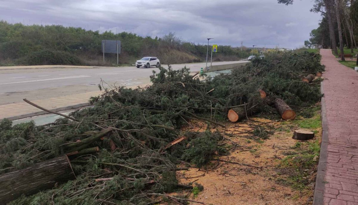Varias asociaciones han denunciado el arboricidio.