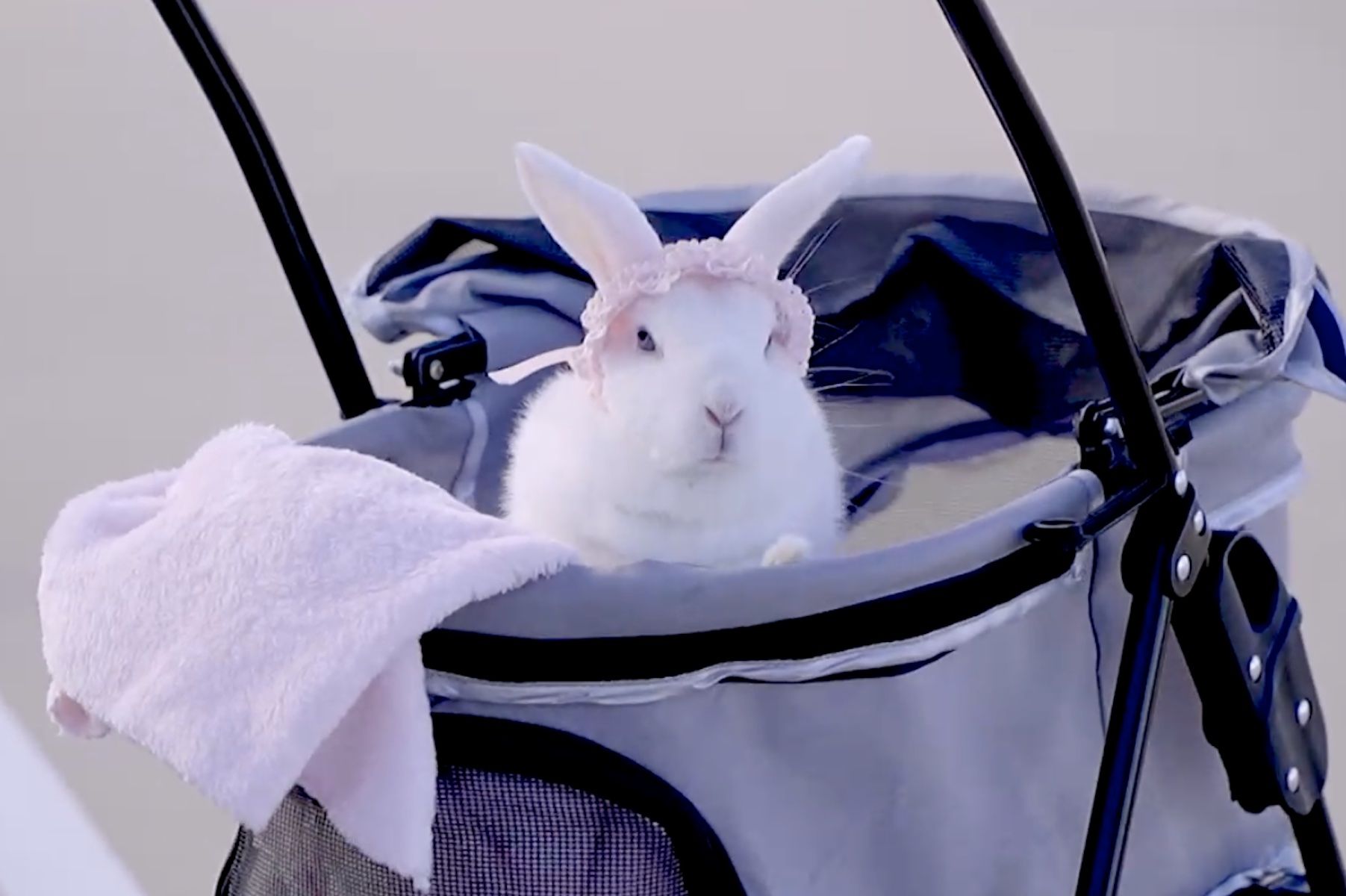 Nieves, la conejita de Sanlúcar que pasea en carro.