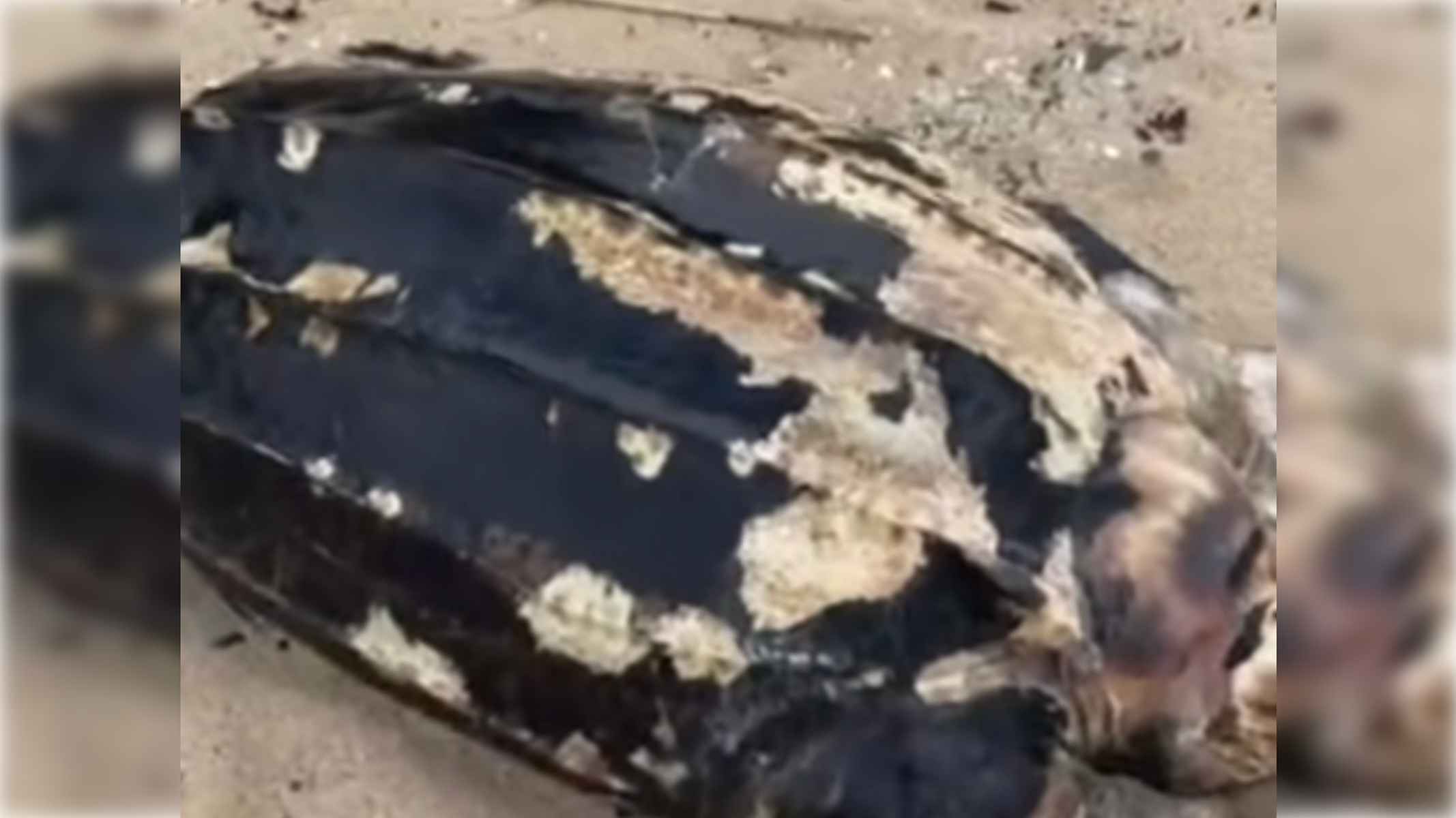 La tortuga láud que ha sido encontrada en Tarifa.