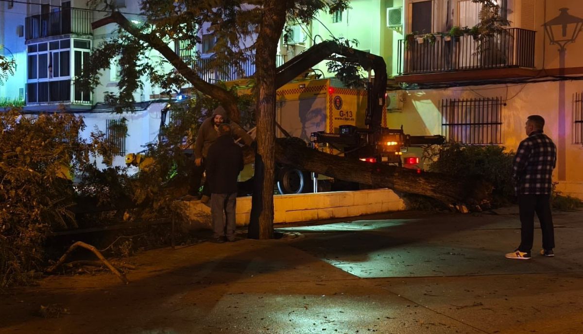 Árbol caído en la calle Bocoy en El Puerto.