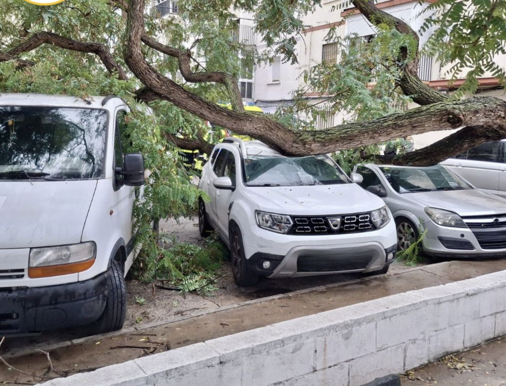 Vehículos afectados por la caída del árbol en El Puerto.