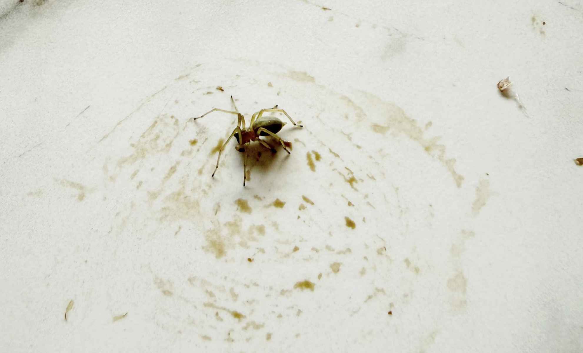 La sorpresa que se ha encontrado una clienta en un producto de Mercadona. La sorpresa que se ha encontrado una clienta en un producto de Mercadona.