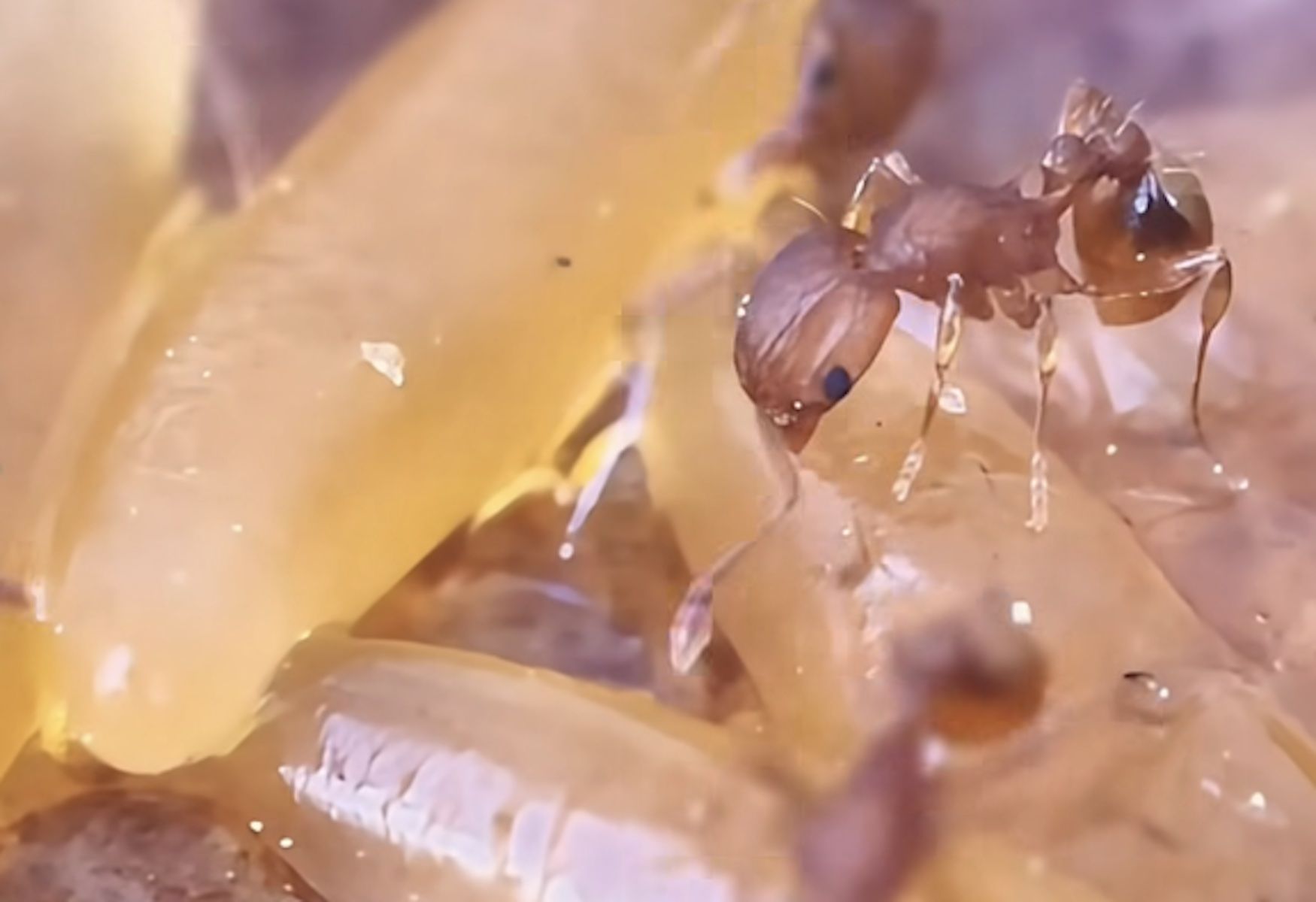 Hormiga de fuego, vista en Málaga y otros puntos de España. Hormiga de fuego, vista en Málaga y otros puntos de España.