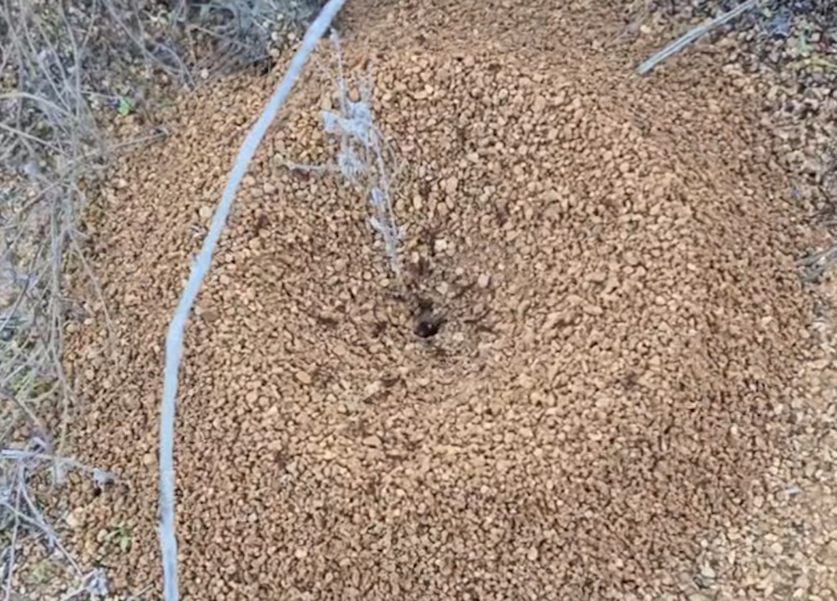 Un hormiguero con hormigas de fuego.