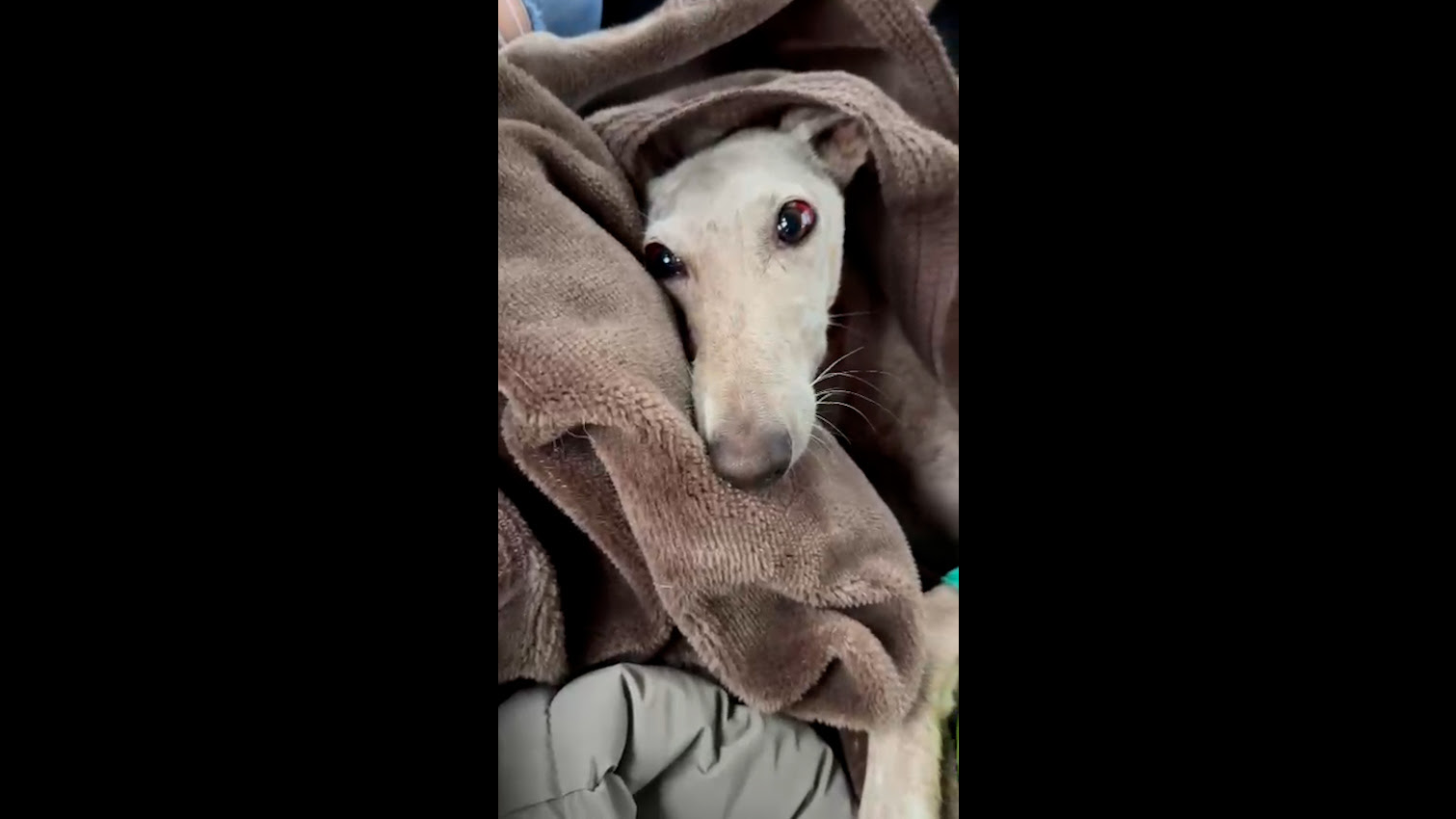 Perra abandonada en Arahal.