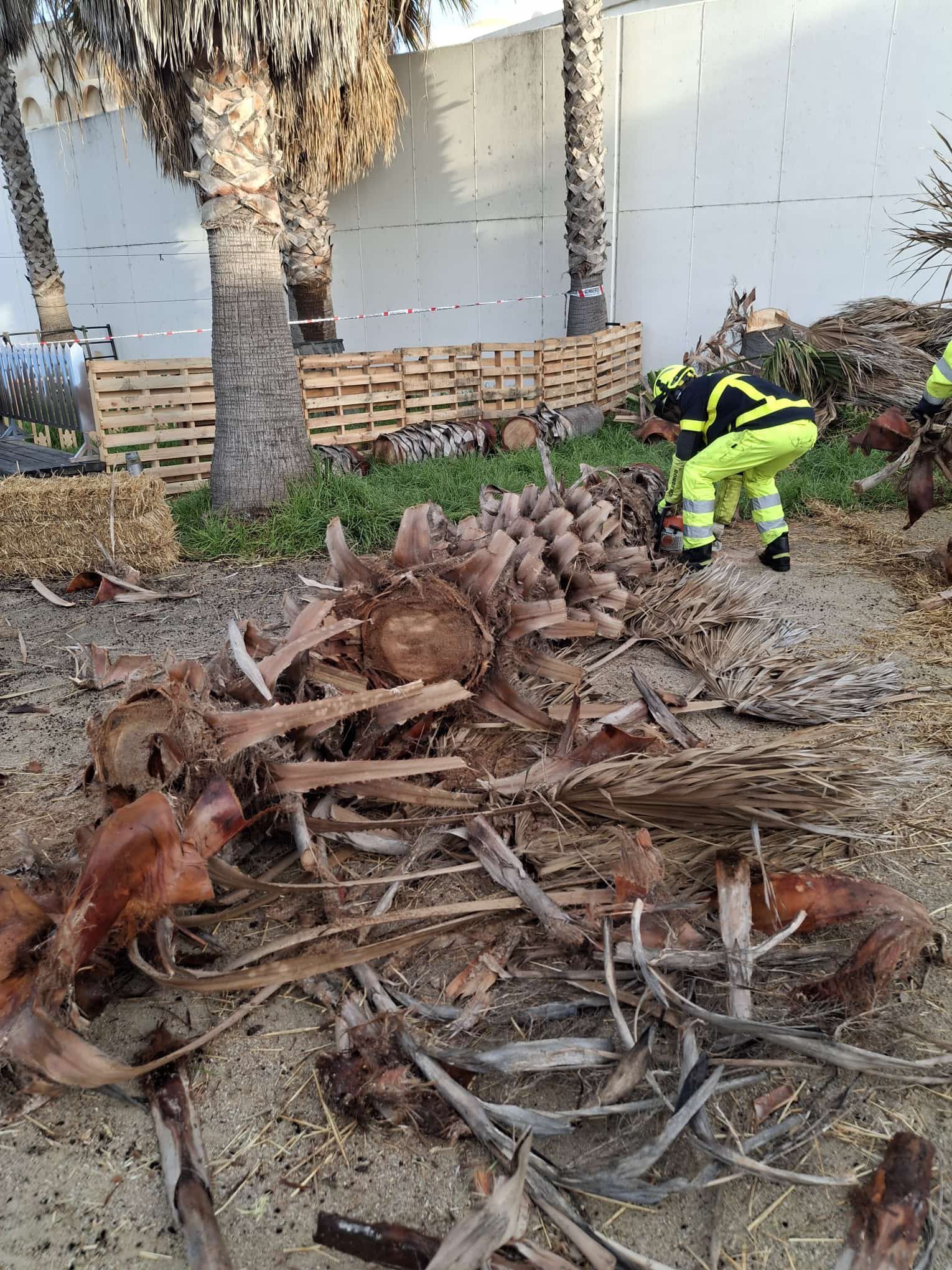La palmera, tras ser troceada para su retirada (1)