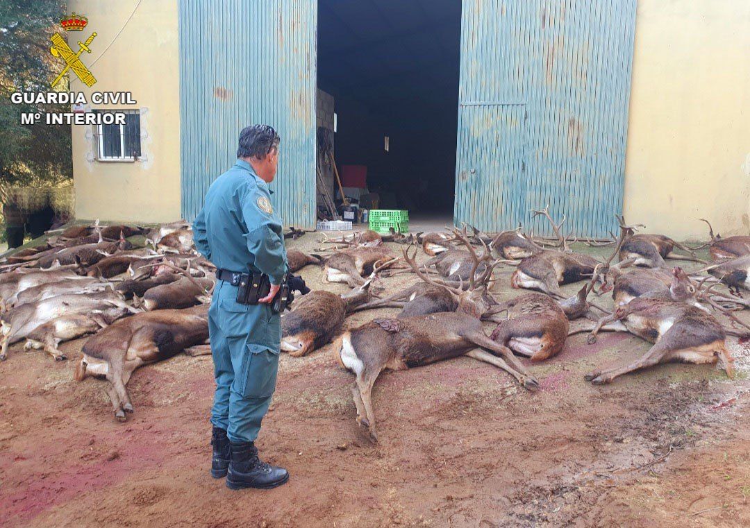 Ciervos abatidos en Vejer.