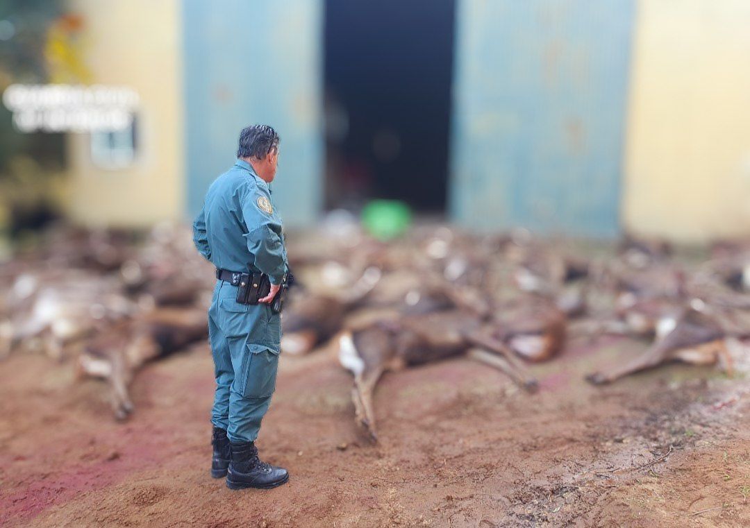 Ciervos abatidos en Vejer.