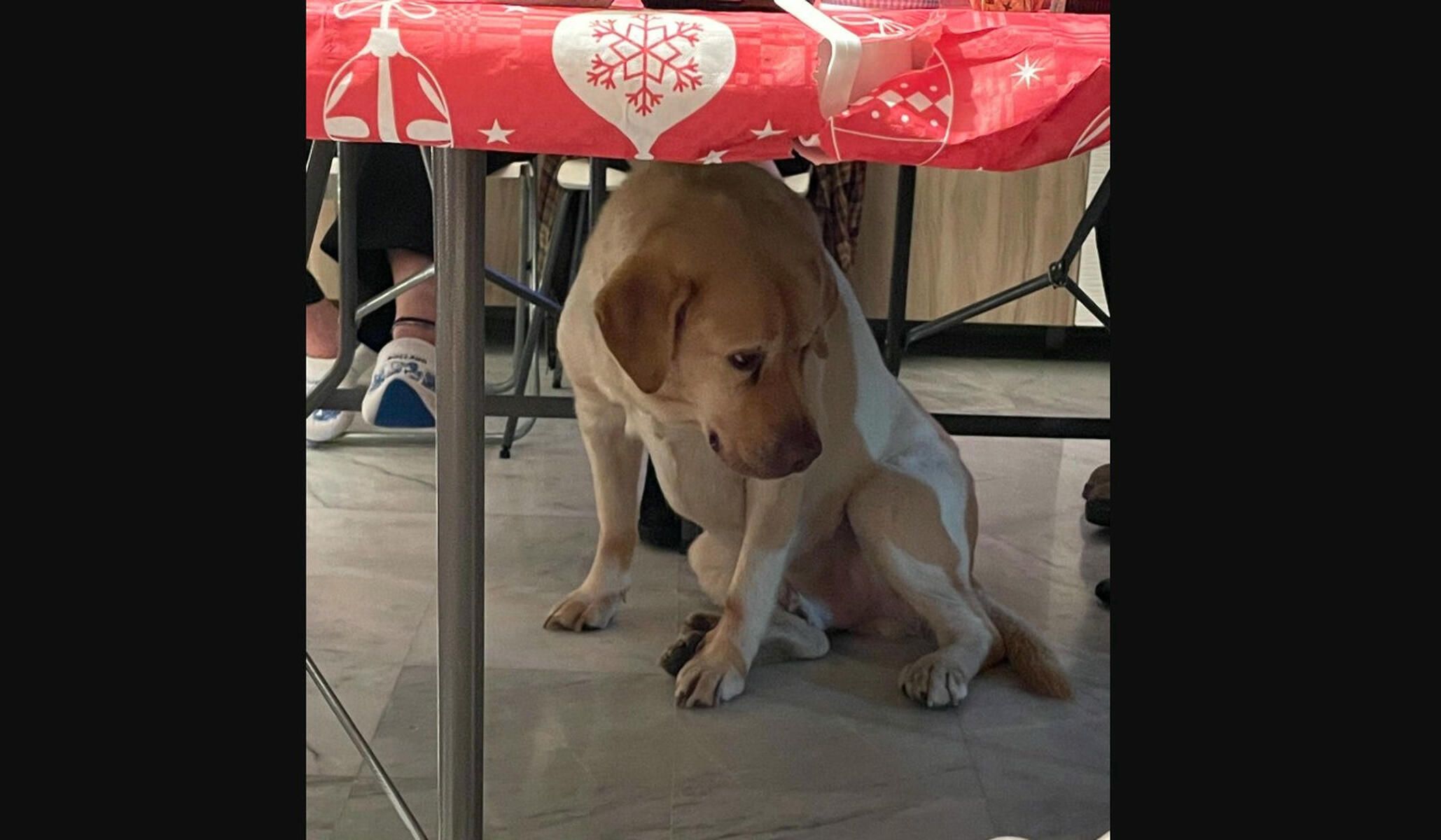Un perro bajo una mesa en Navidad asustado por los petardos. 