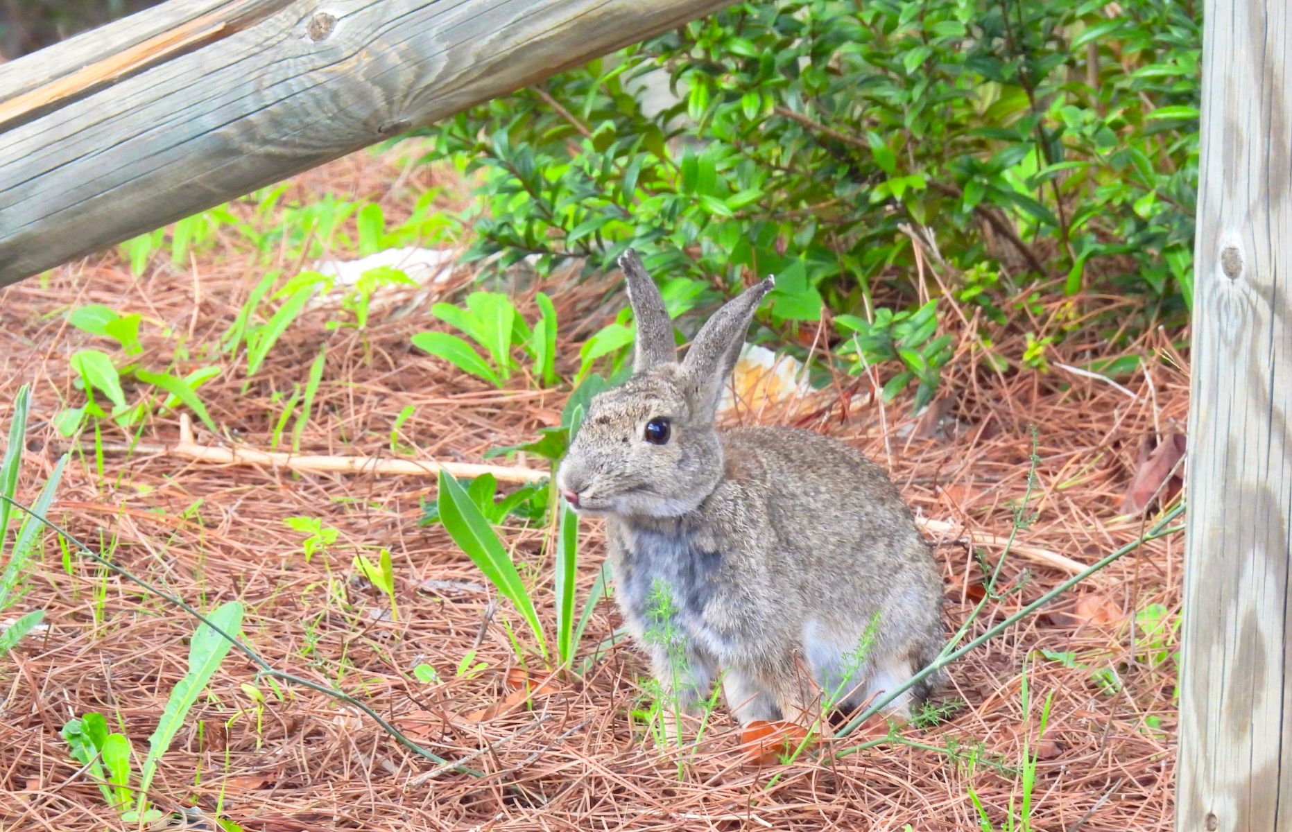 Conejo en una zona verde de El Bosque.