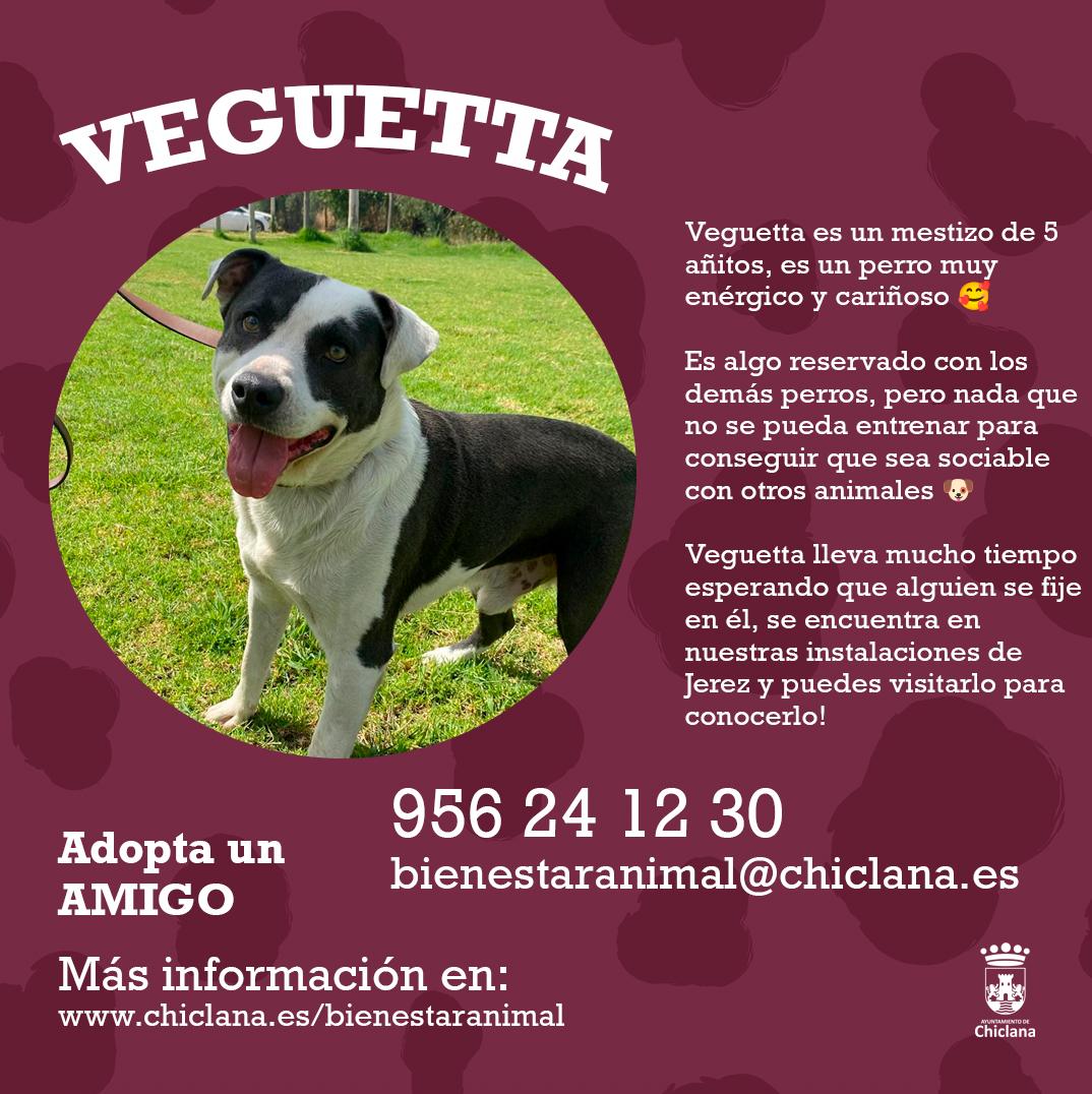 Adopta un amigo Veguetta