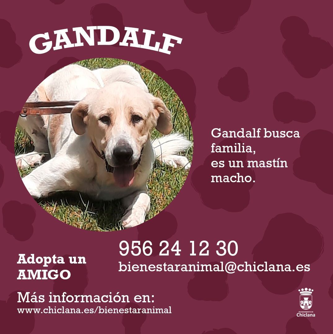 Adopta un amigo Gandalf