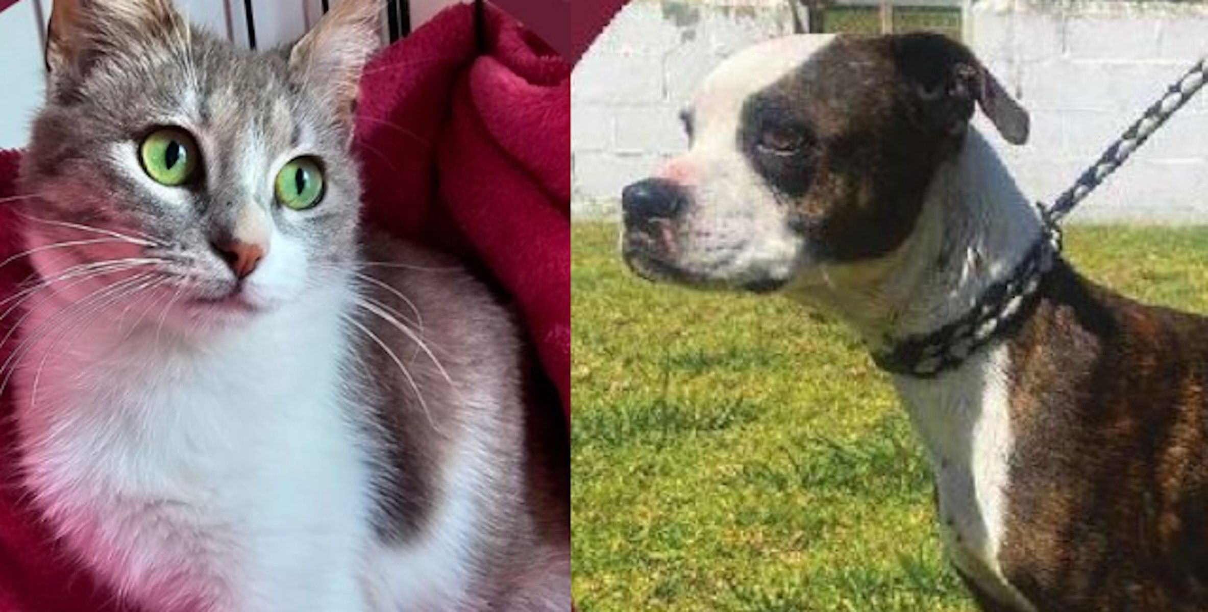 Adopción de mascotas desde Chiclana.