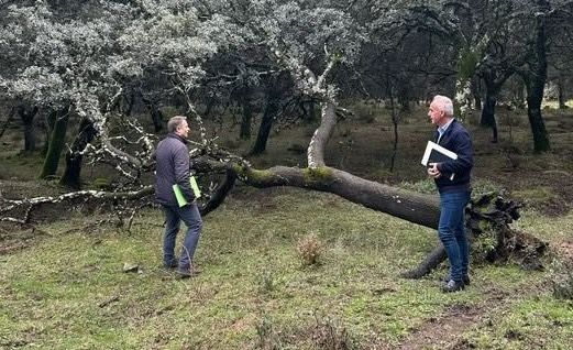 El alcalde de Vilalluenga, Alfonso Moscoso, supervisa la extracción de leña.
