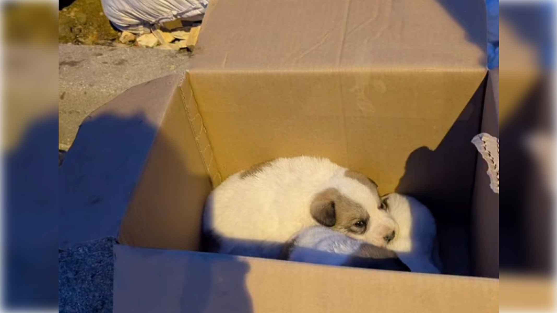 Abandonan a cuatro cachorros en una caja de cartón junto a la basura.