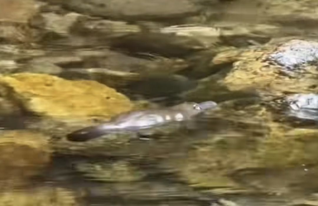 Un ornitorrinco en el Majaceite.