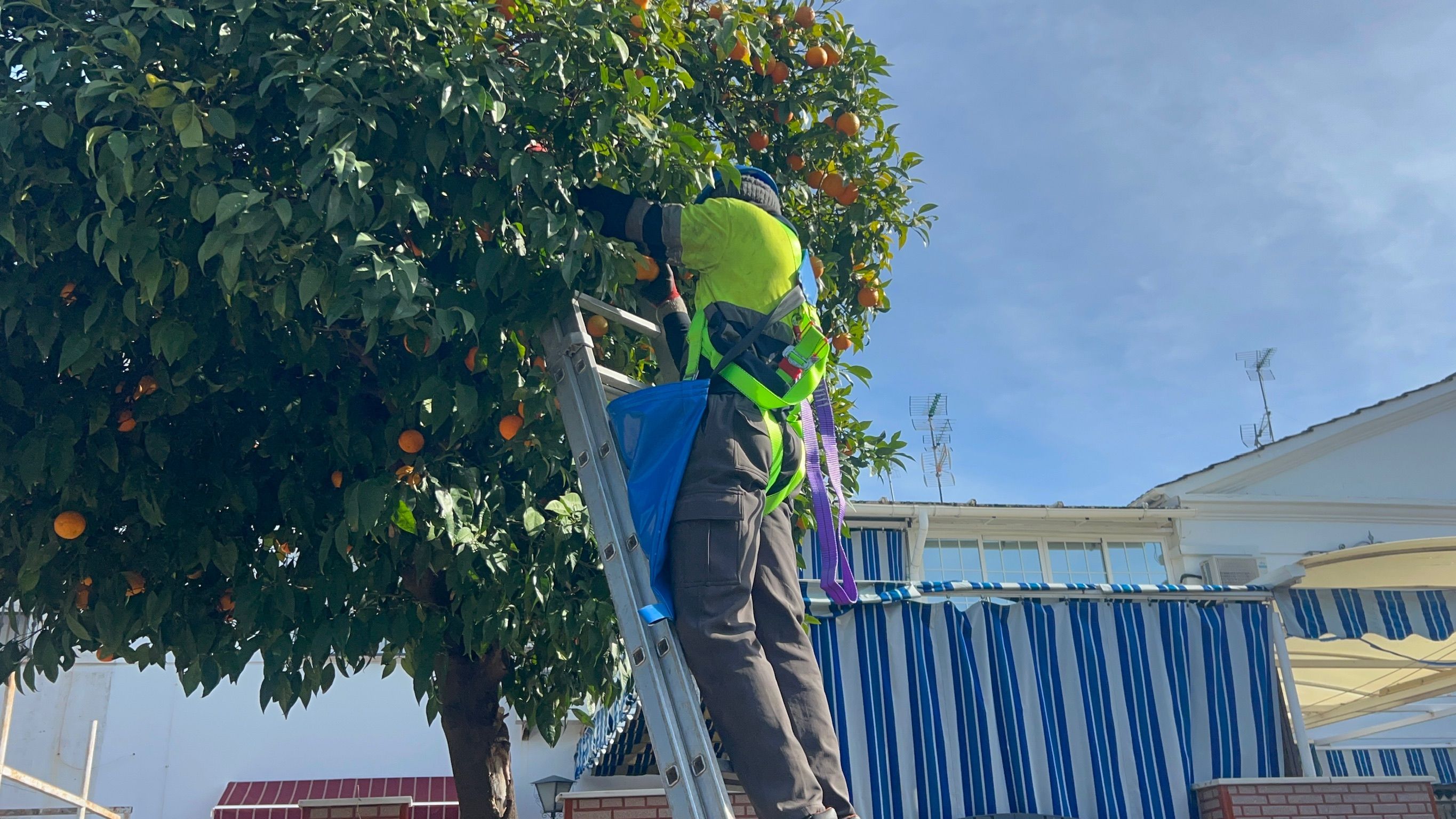 Recogida de naranjas.