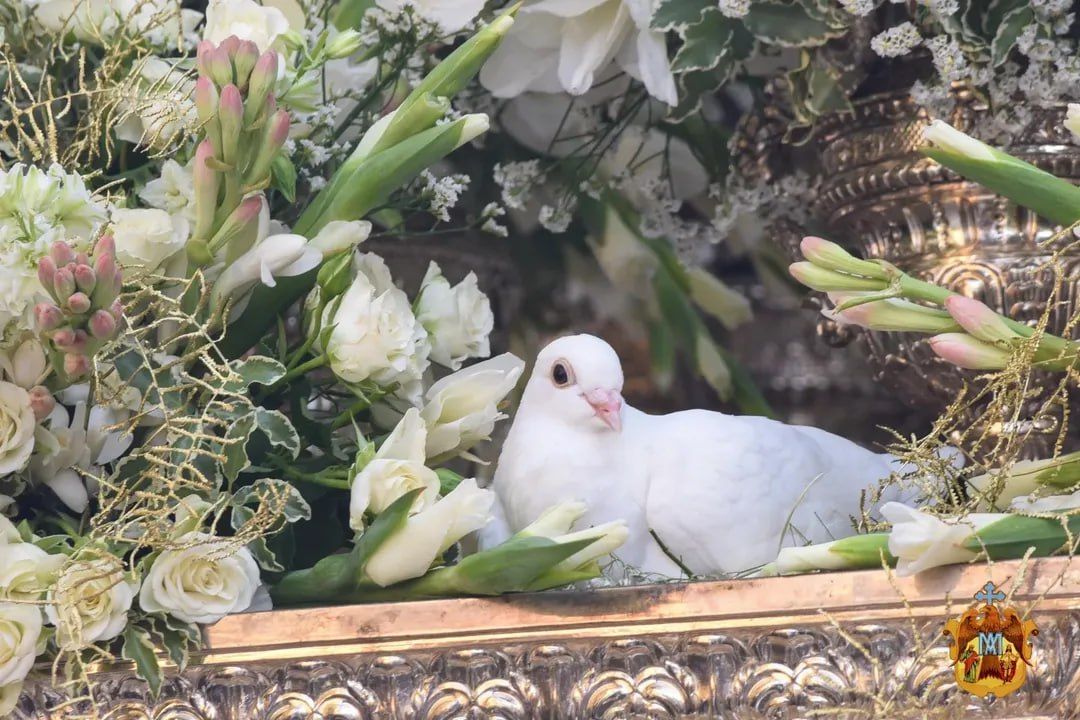 Una paloma durante la procesión.