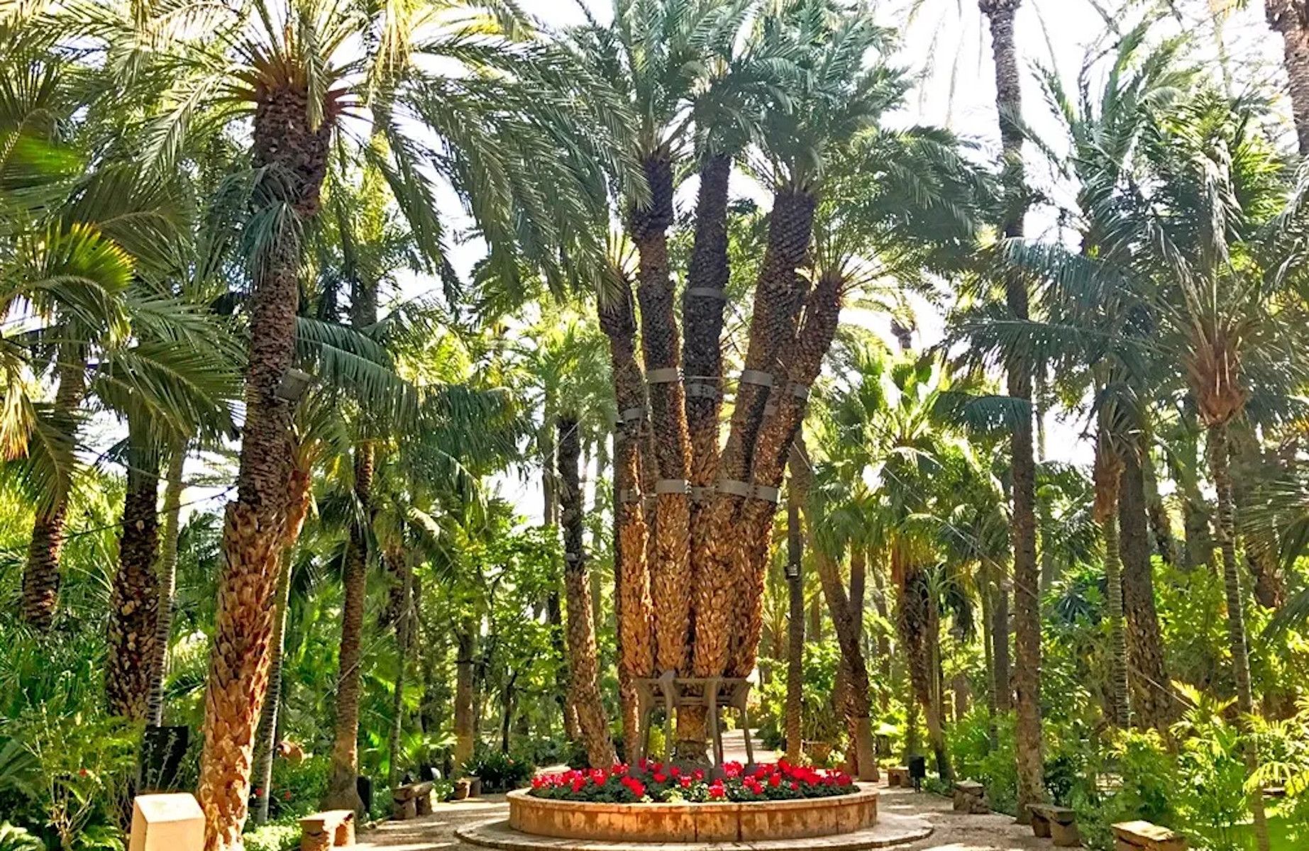 Palmeral de Elche.
