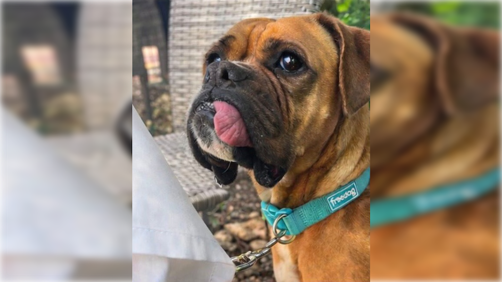 Pepa, la perra bóxer perdida en Chiclana.