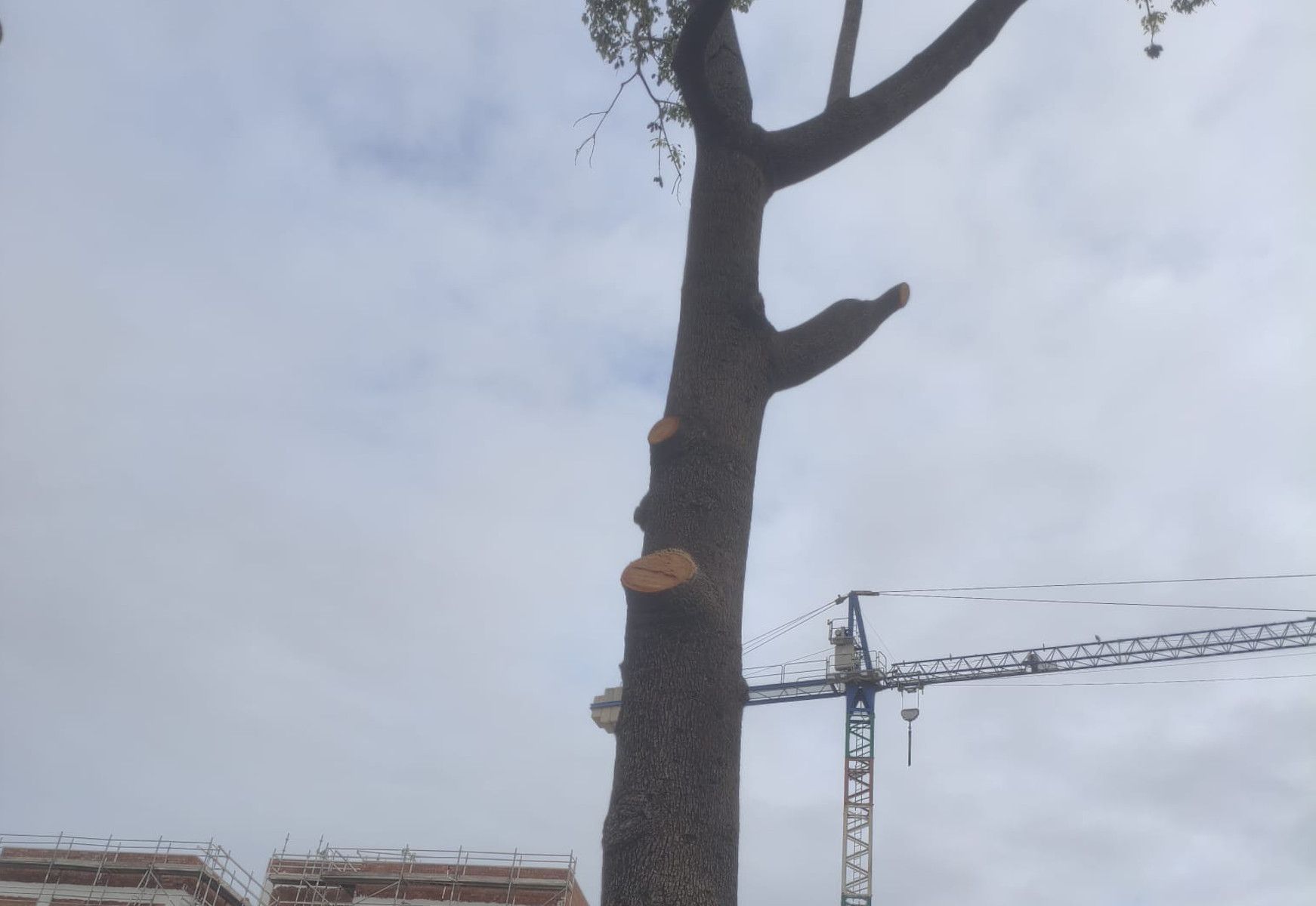 Árboles talados en la calle Pizarro en Jerez.