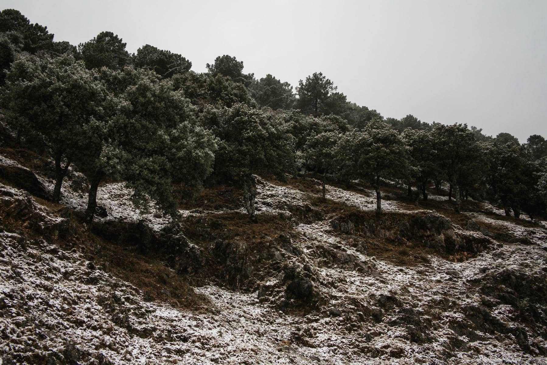 Nieve en Grazalema, hace dos semanas. 