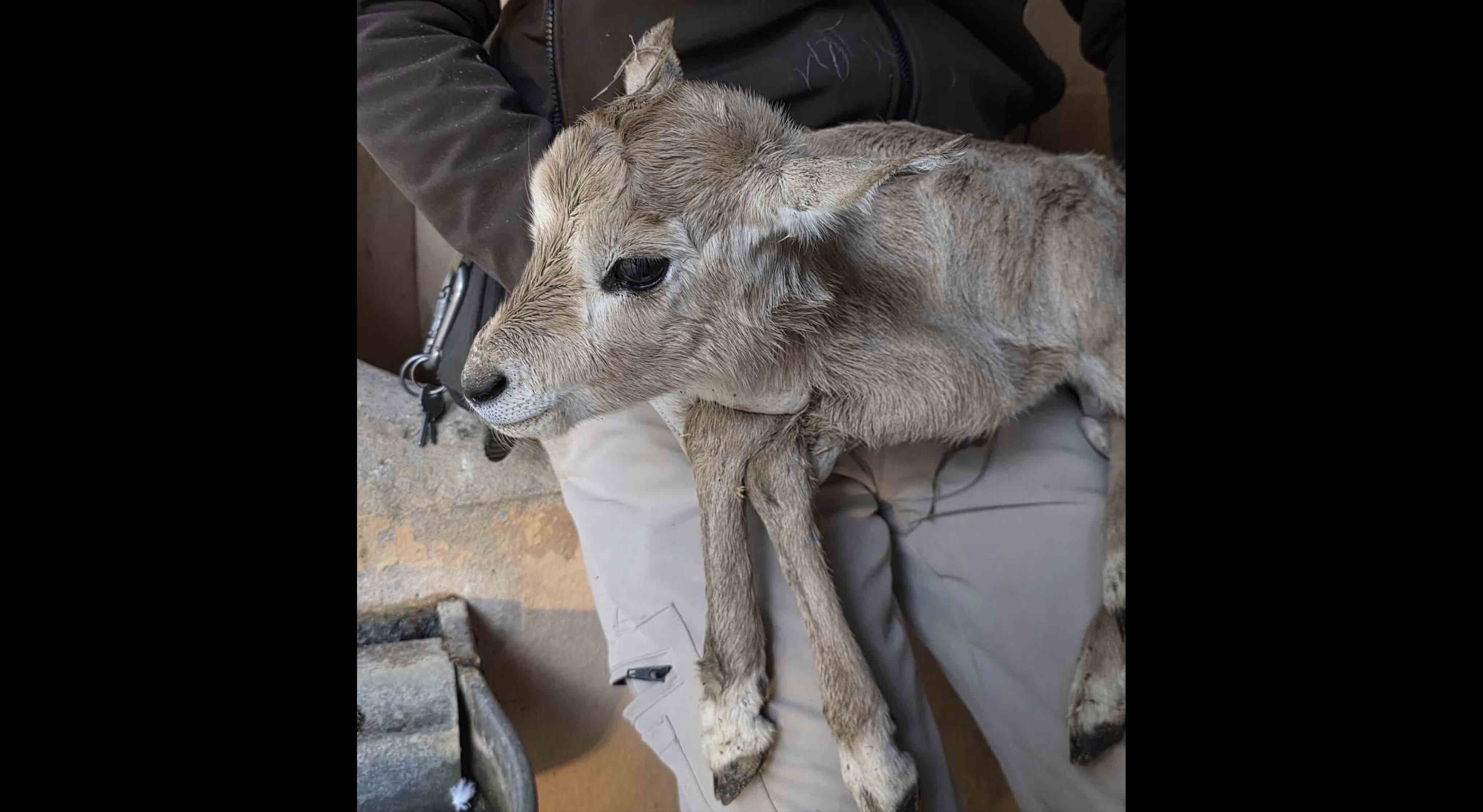El Oryx nacido en el Zoo de Jerez.