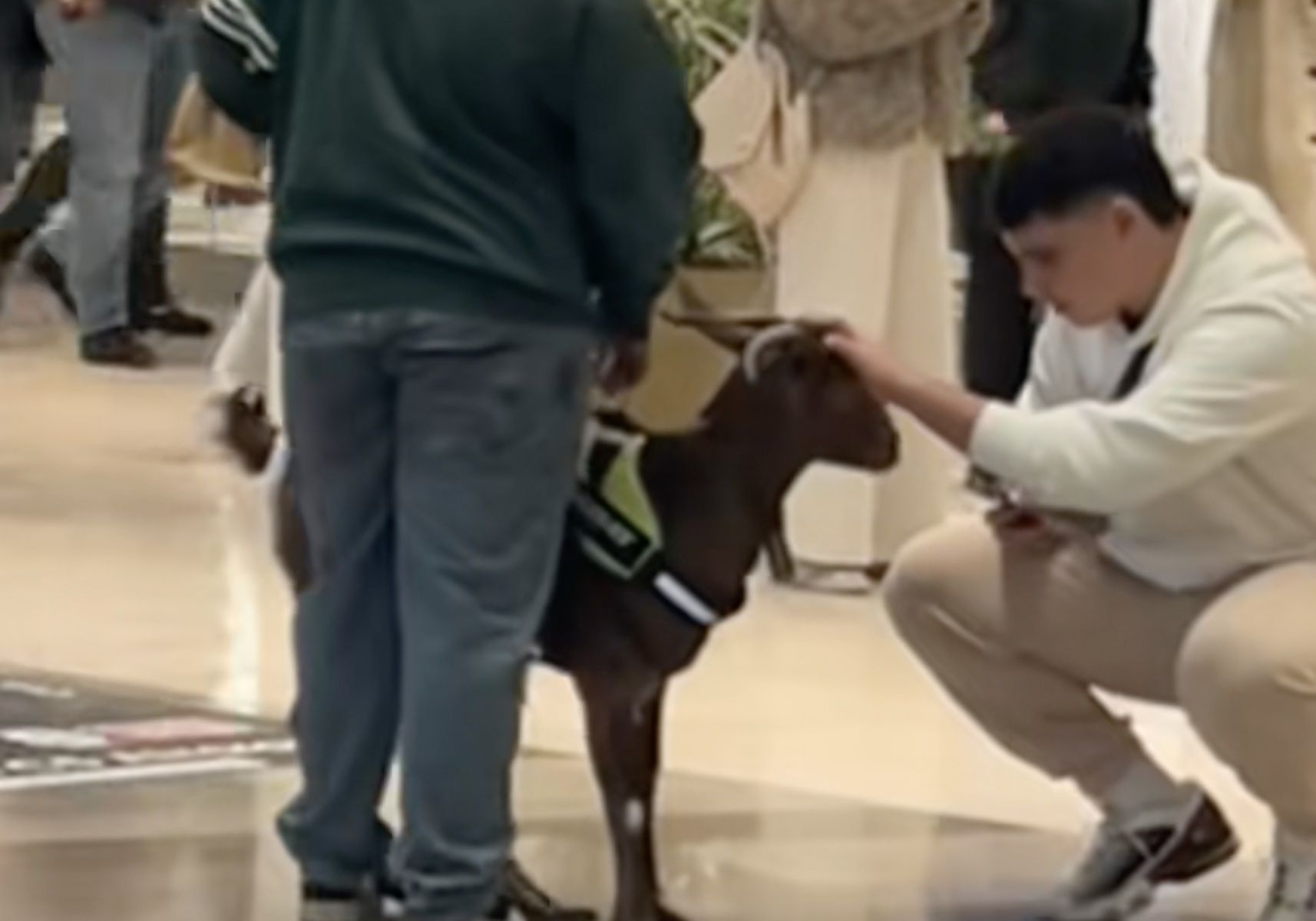 Una cabra con pañales y arnés en un centro comercial de Sevilla.