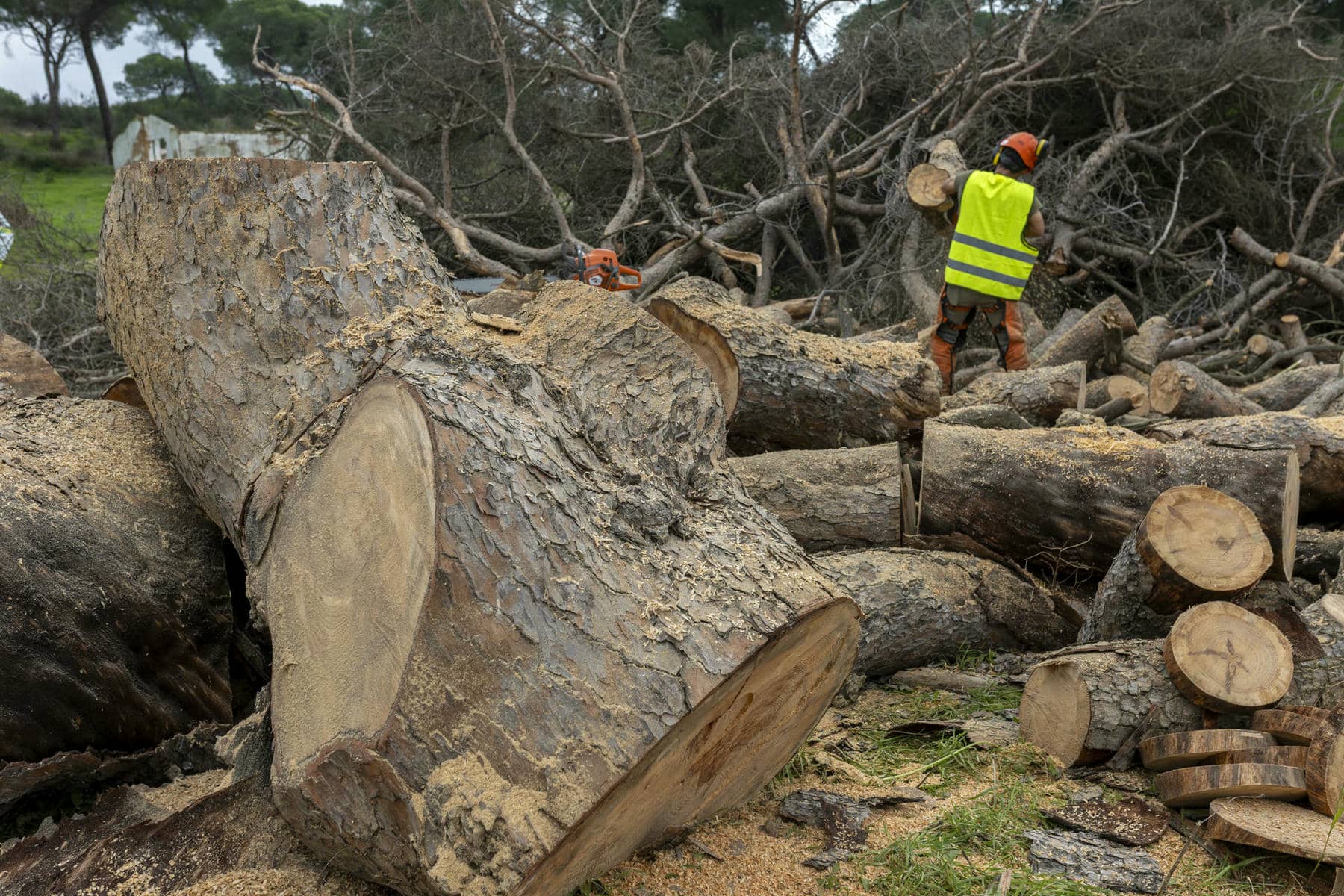 El Ayuntamiento de Moguer (Huelva), ha iniciado la tala del pino de Fuentepiña.