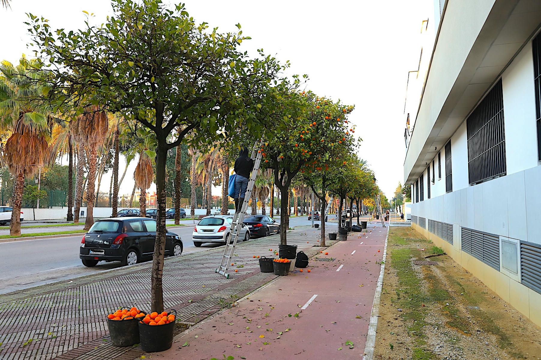 Segunda fase de recogida de naranjas en Jerez.