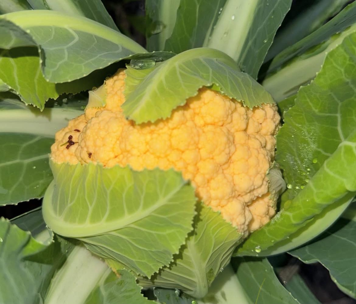 Una colifrol naranja.