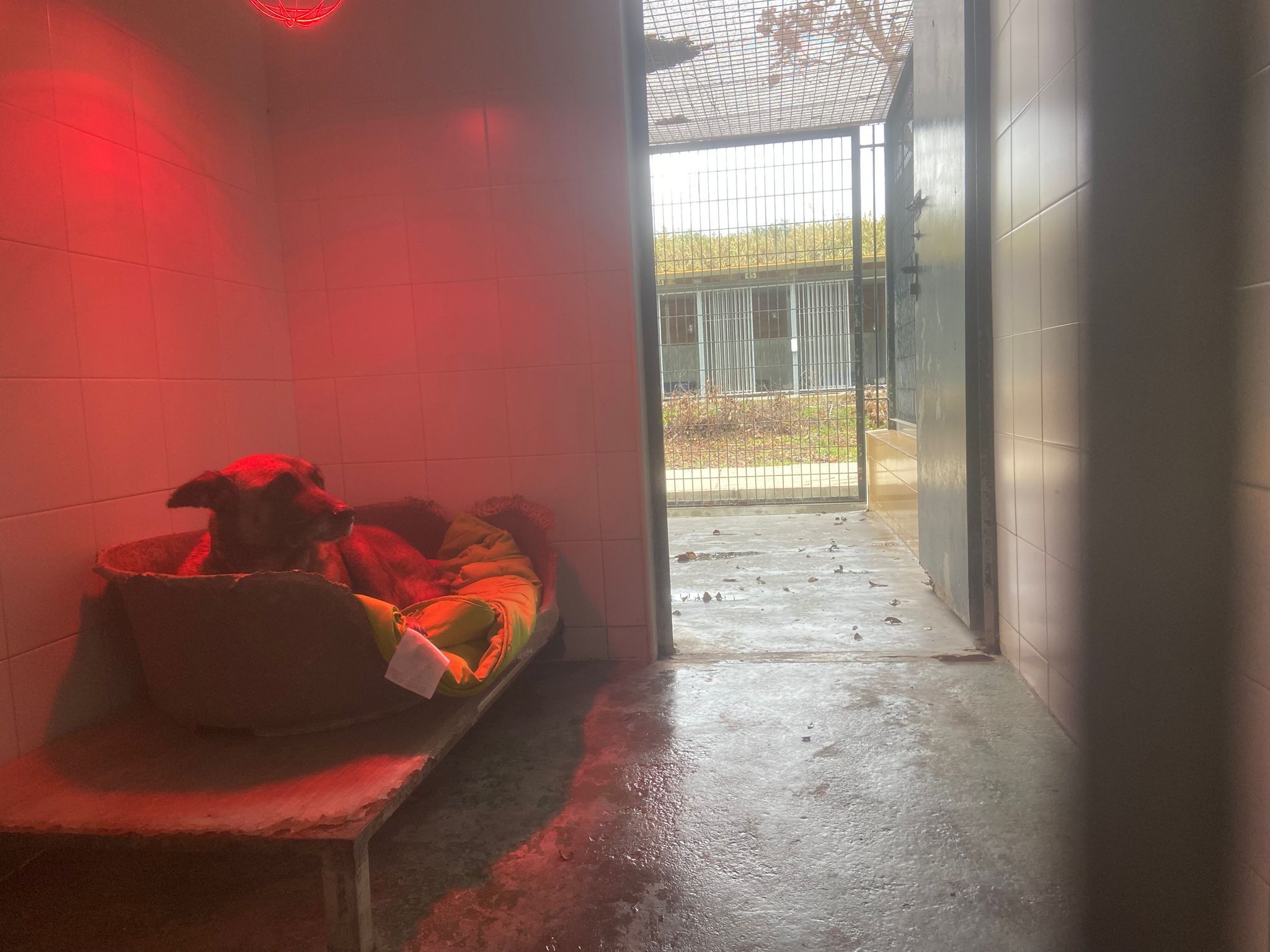 Un perro en el interior del centro municipal jerezano.