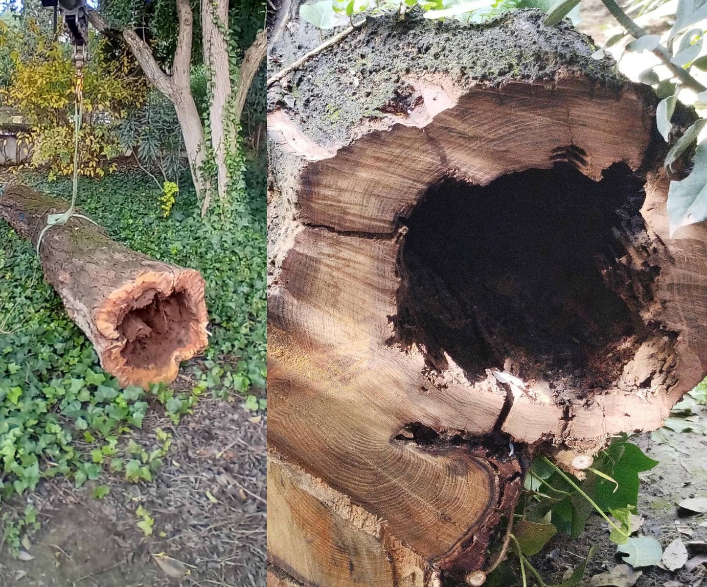 El estado del árbol, con imágenes facilitadas por el Ayuntamiento.