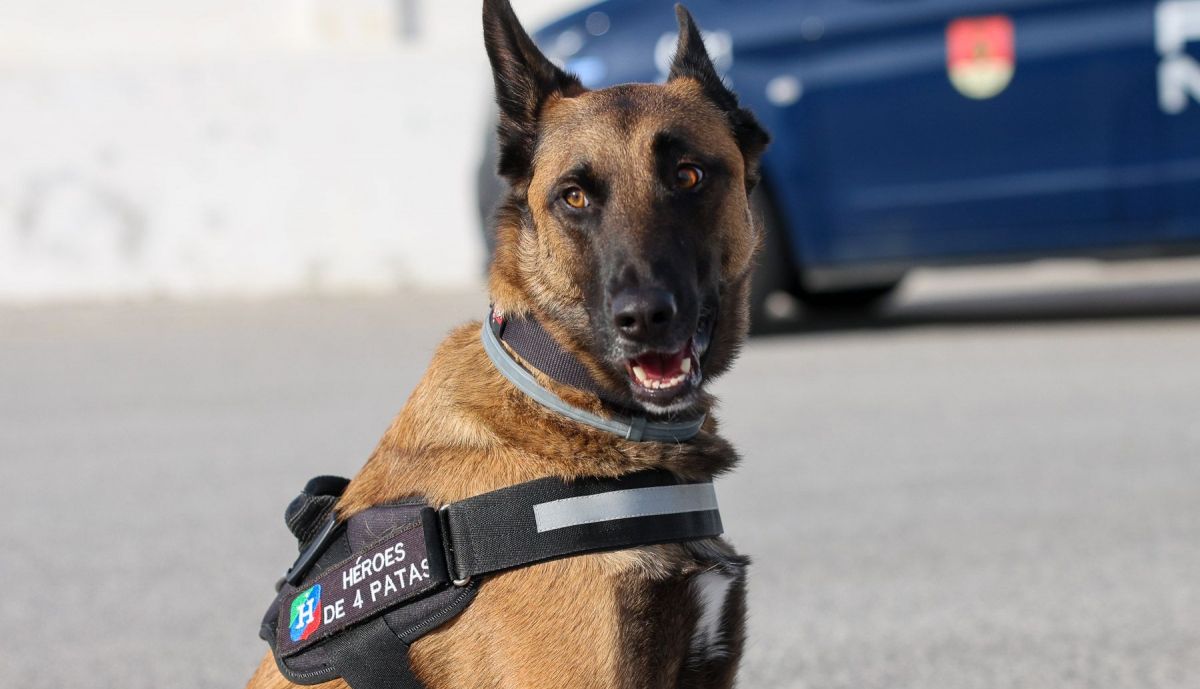 Perros policia y asociacion heroes de cuatro patas  03