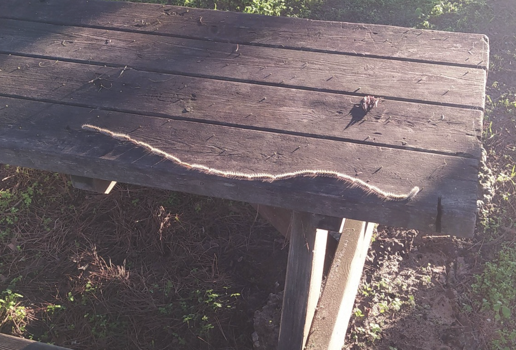 Orugas procesionarias en Las Dunas de San Antón en El Puerto.