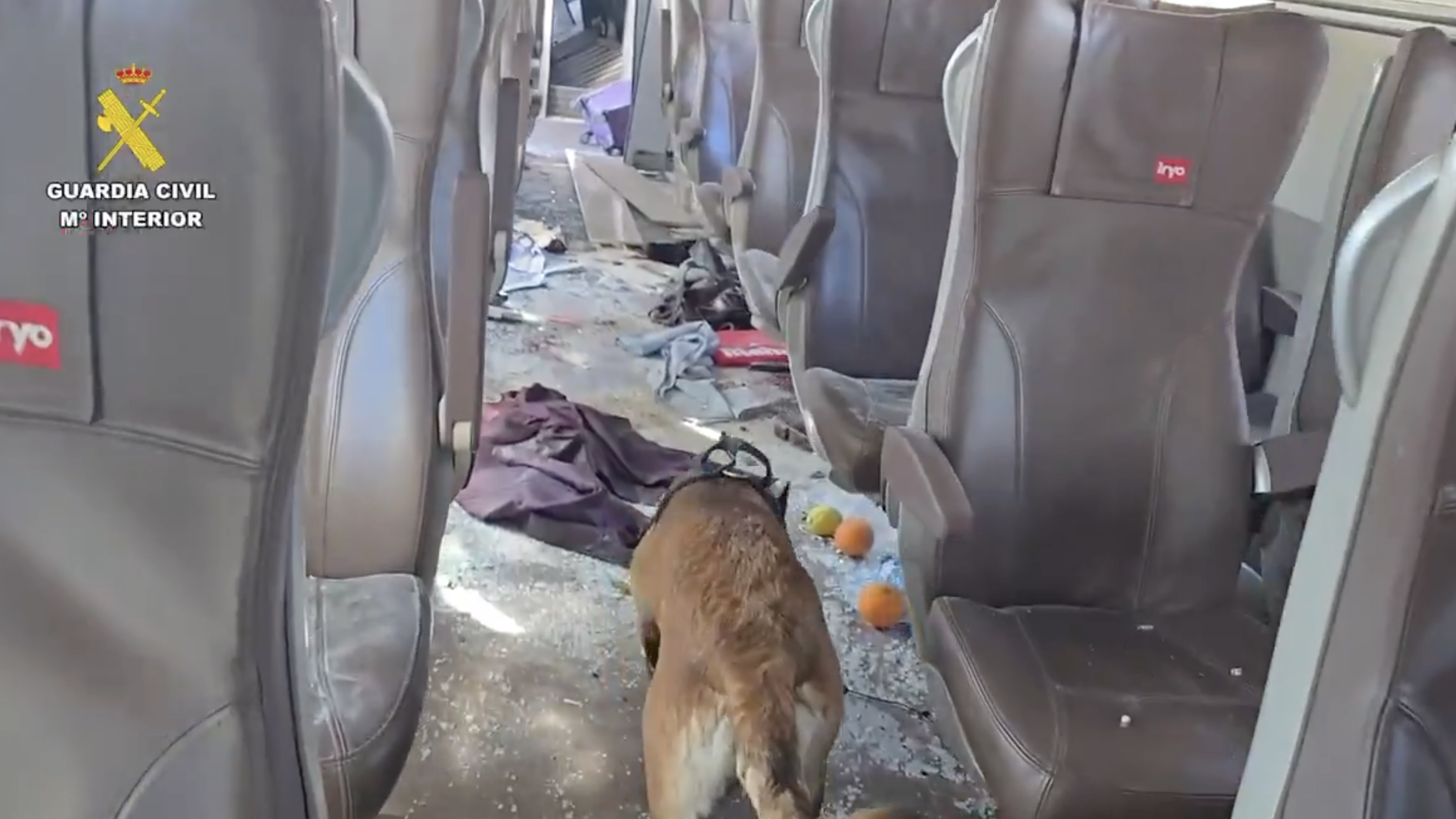 Labores de los perros del servicio cinológico en el lugar del accidente ferroviario. 