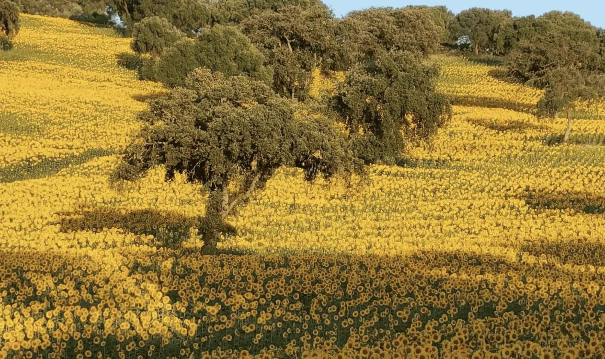 Una imagen de la finca.