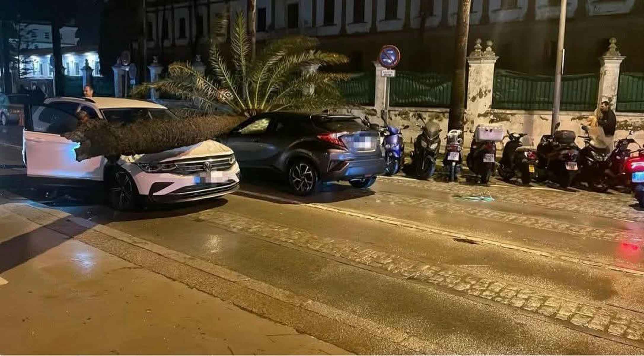 Una imagen del suceso tras la caída de una palmera en Cádiz.