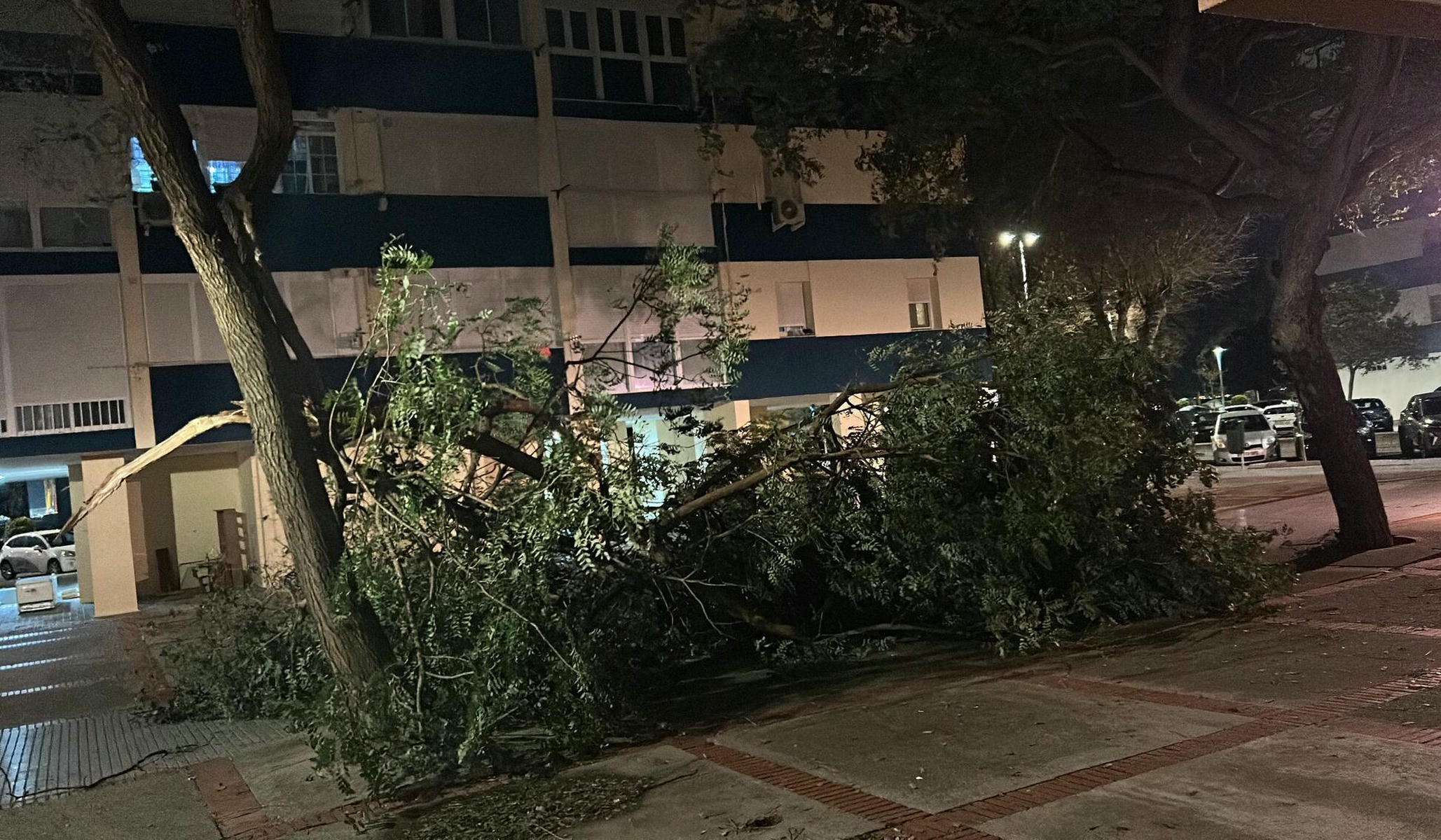 Caída de parte del arbolado de Cádiz capital